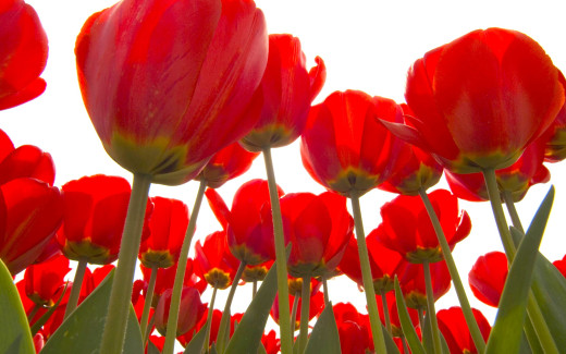 487275 (a): :2560x1600